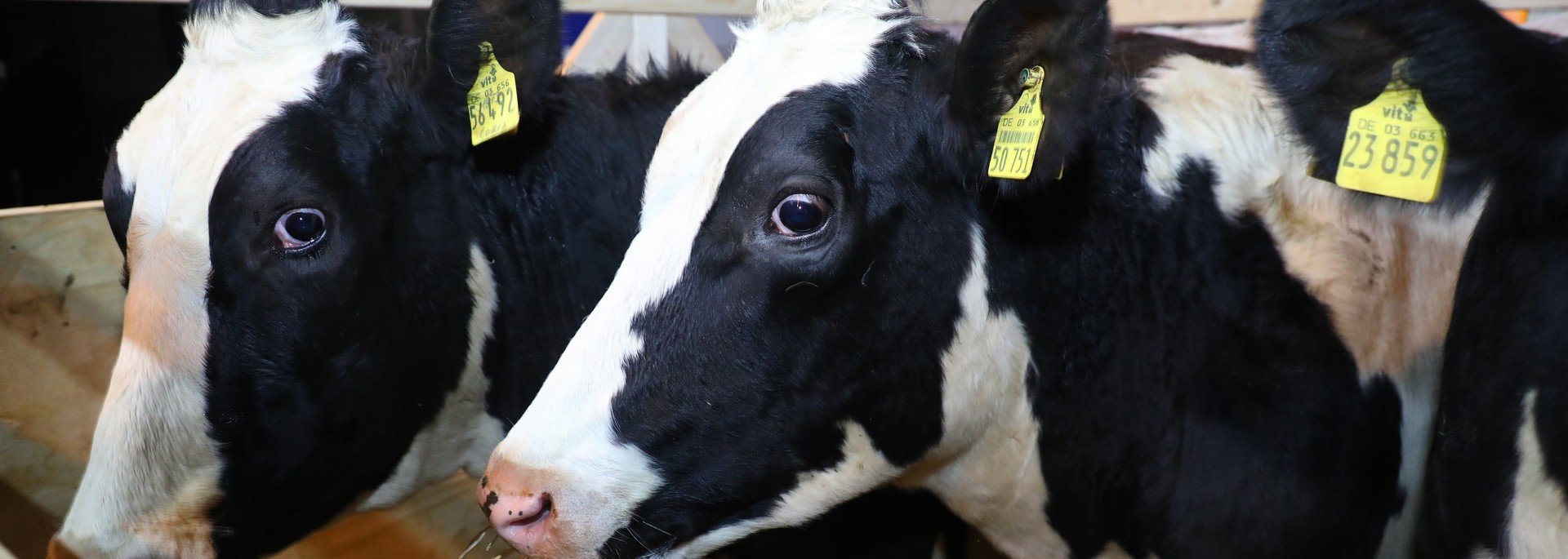 First Batch of Cows from Germany Arrives at Orbis Agro Farm